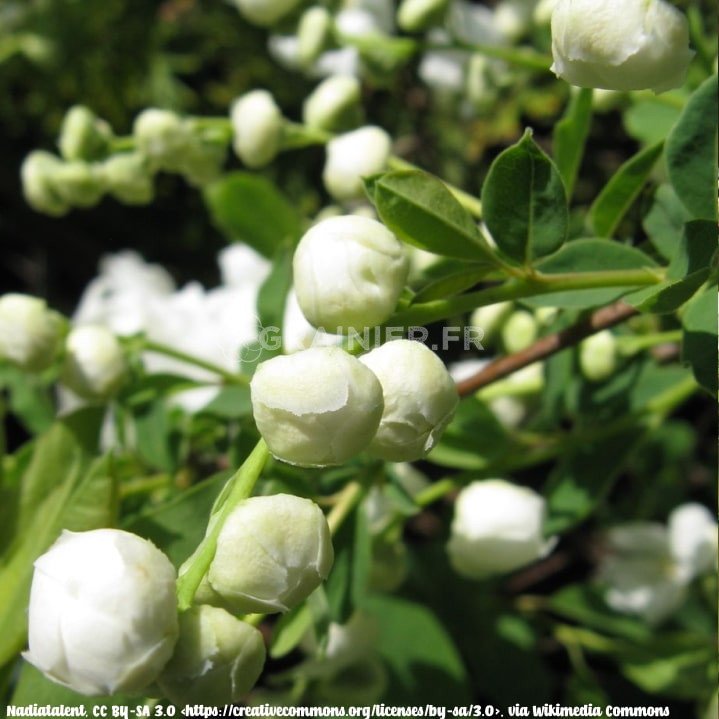 Tree with white pearls, EXOCHORDA RACEMOSA image